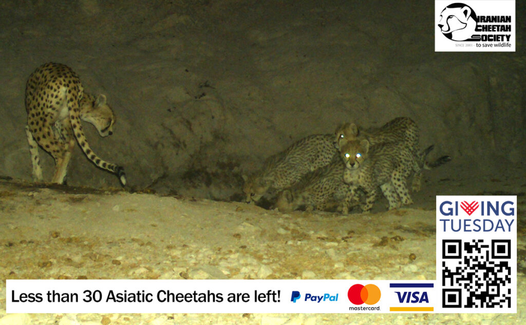 international cheetah day campaign